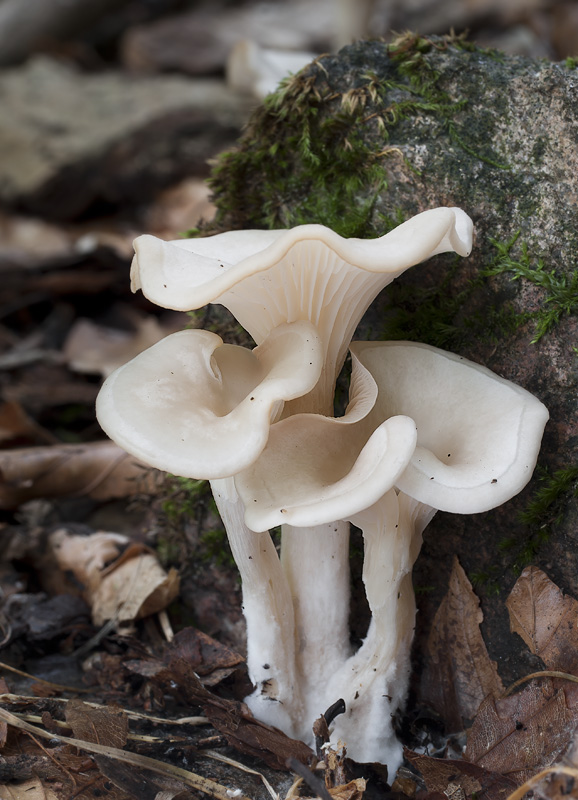 Clitocybe phaeophthalma